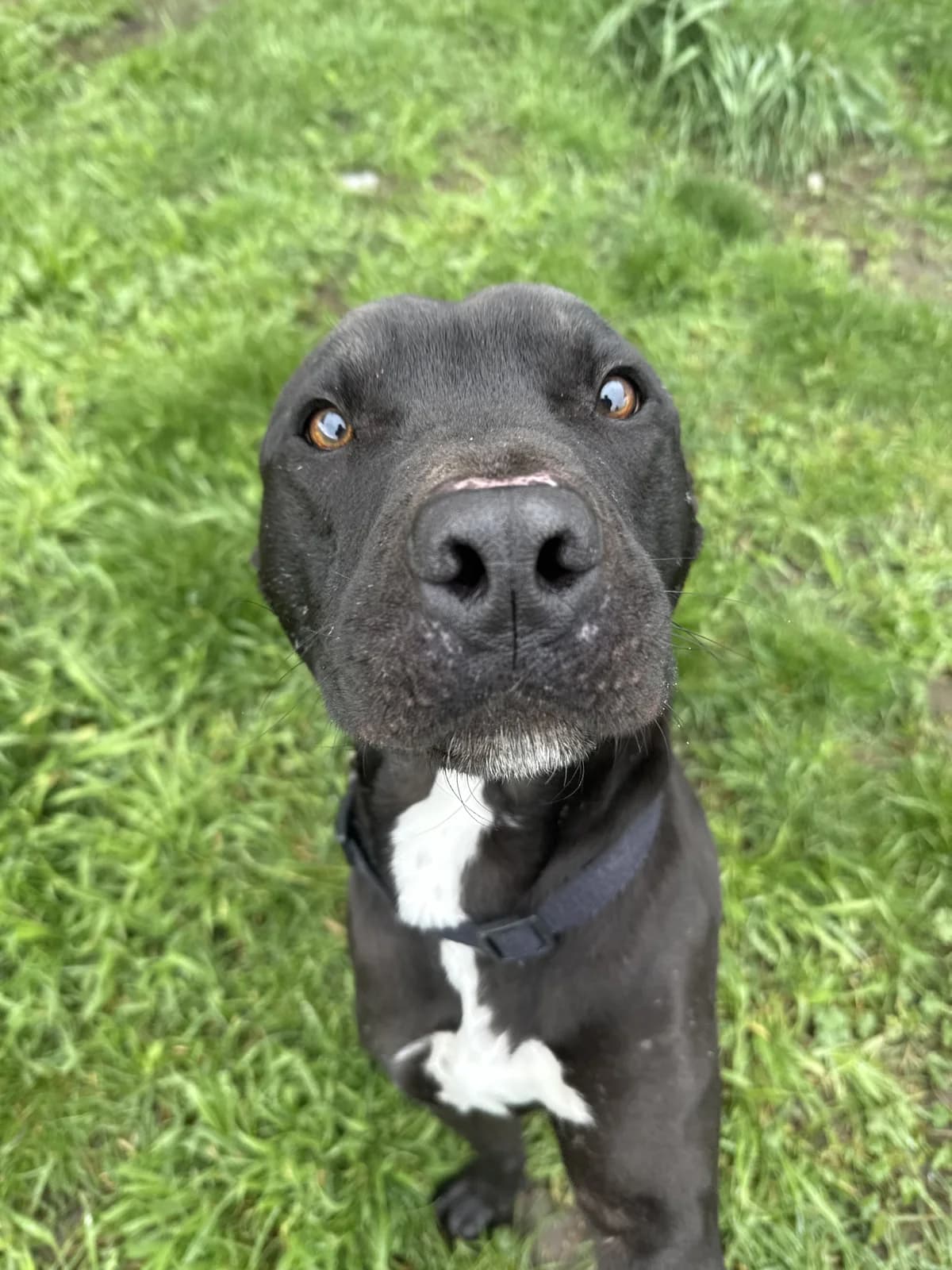 Quatro - Mixed Breed available for adoption in Christchurch