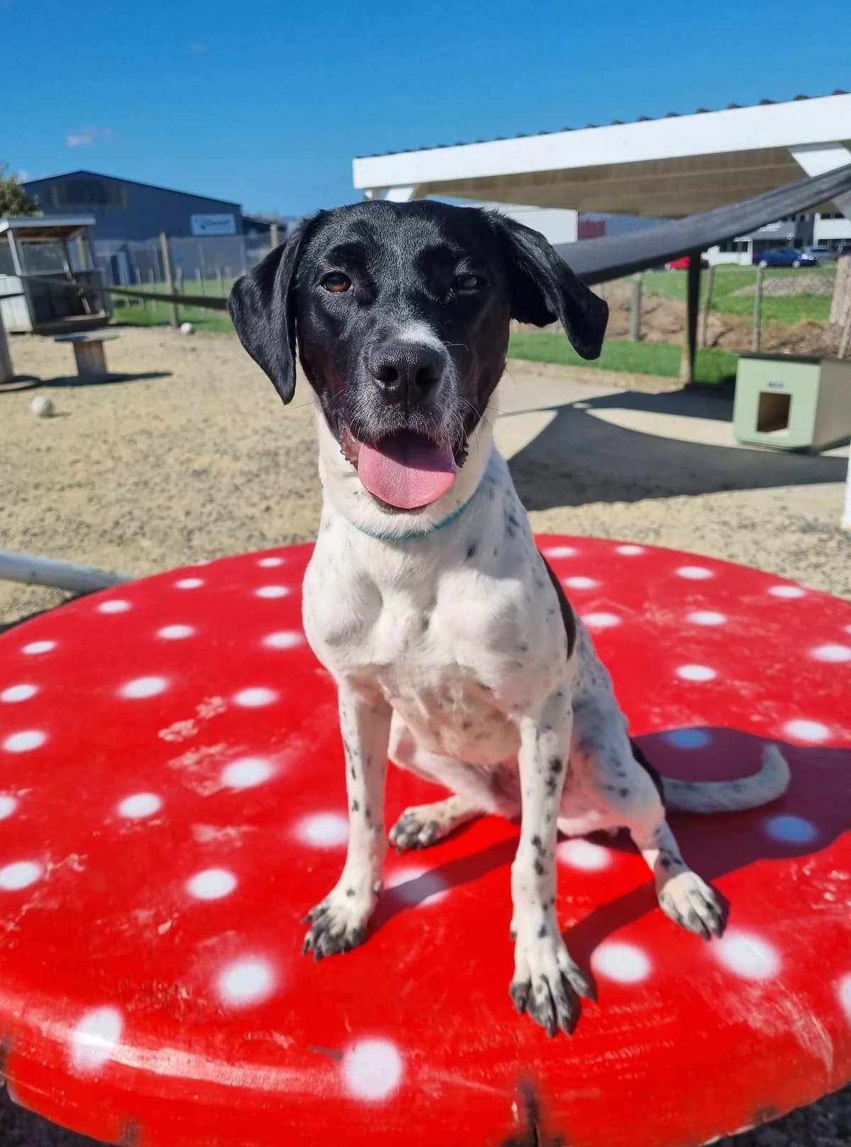 Lady Trout - Mixed Breed available for adoption in Masterton