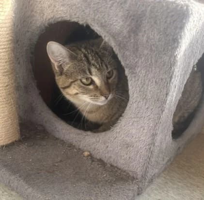 Ellie - Domestic Short Hair cat available for adoption in Taupo