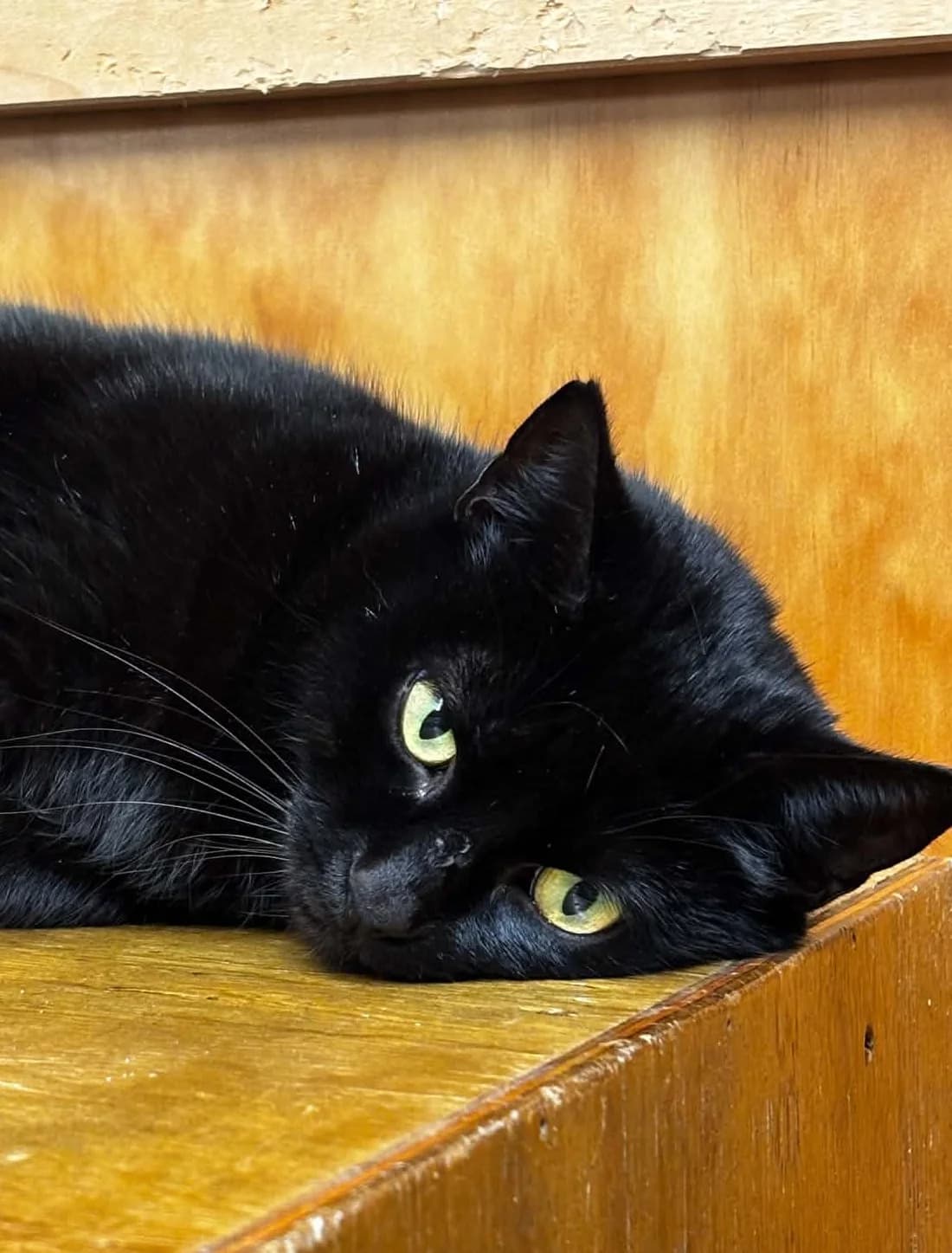 Puddin - Domestic Short Hair cat available for adoption at SPCA New Zealand in Greymouth
