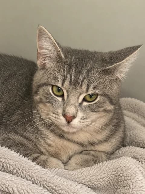 Ember - Domestic Short Hair cat available for adoption at SPCA New Zealand in Taupo