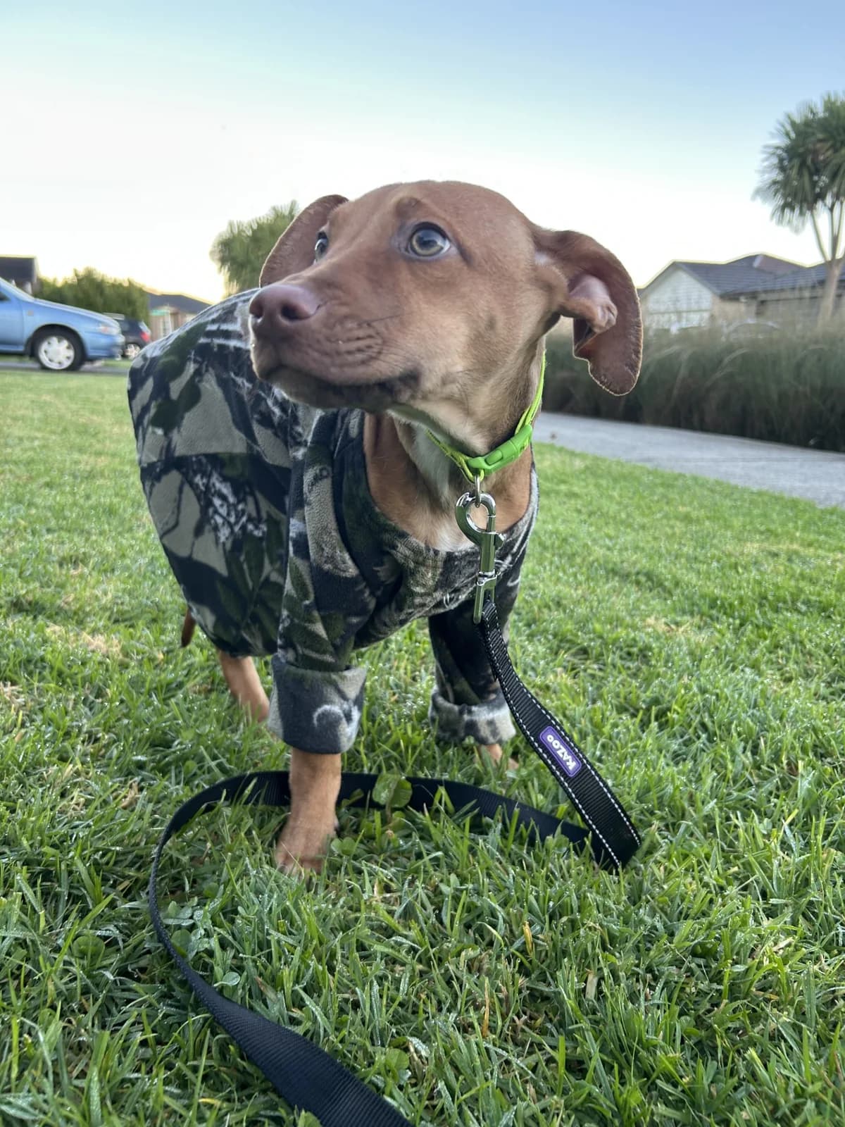 Piglet - Mixed Breed available for adoption in Auckland