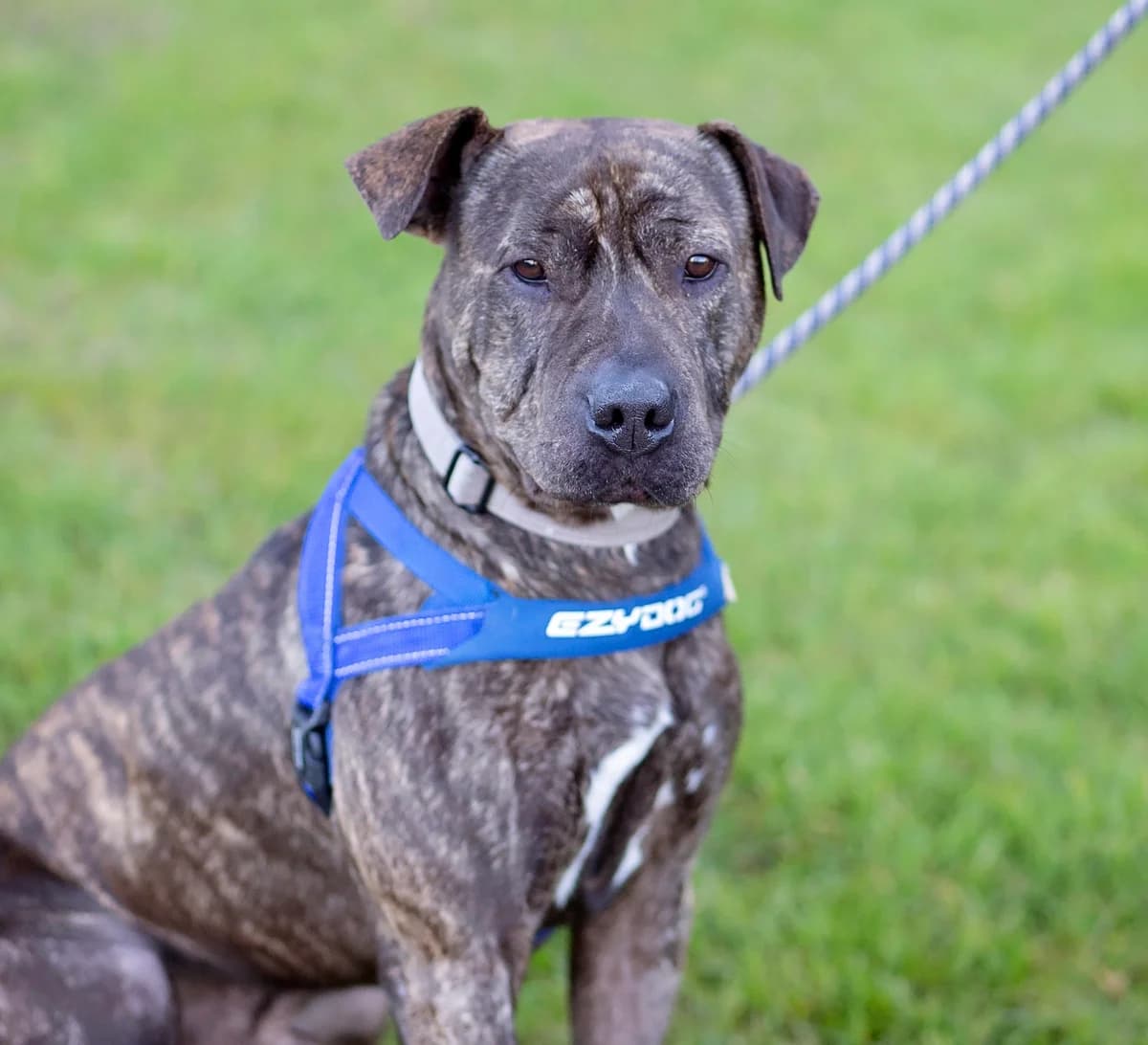 Bob - Mixed Breed available for adoption in Whanganui
