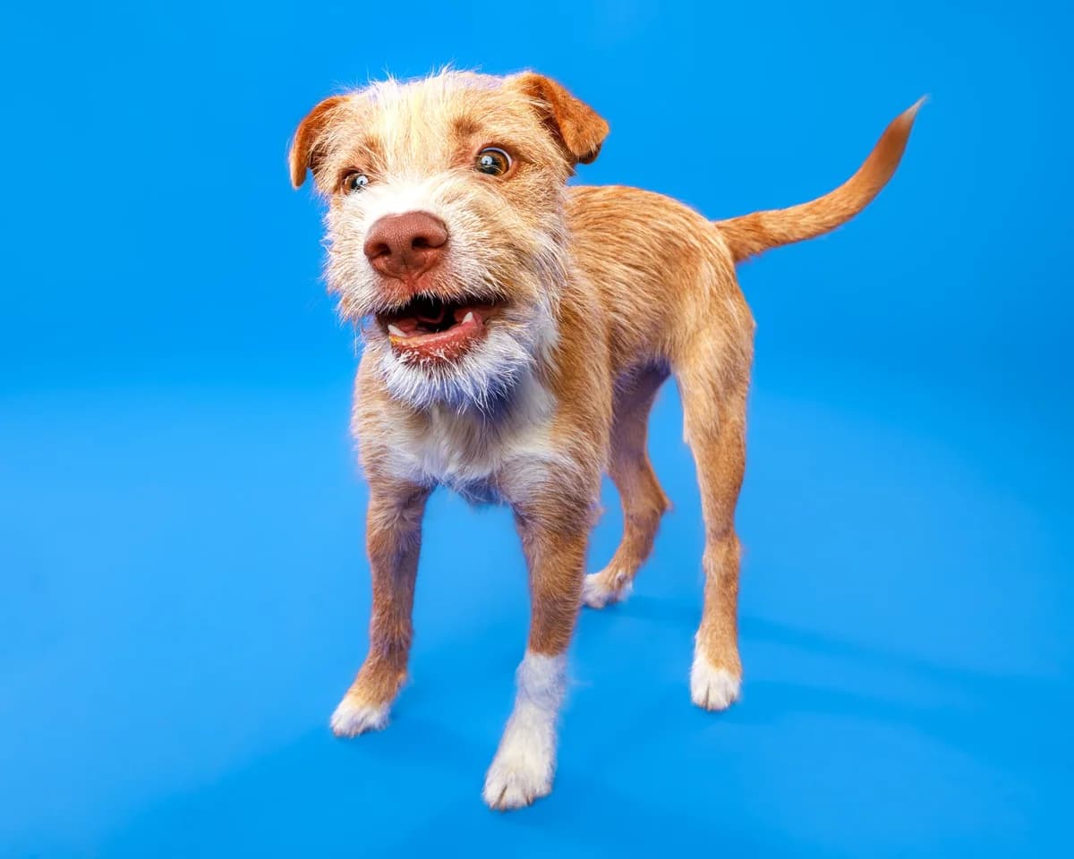 Evie - Mixed Breed available for adoption in Kerikeri
