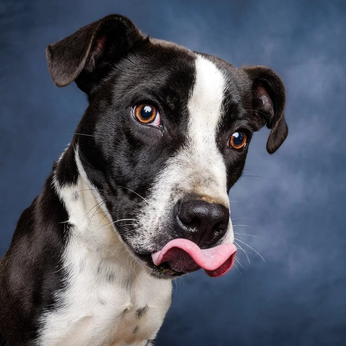 Austin Powers - Mixed Breed available for adoption in Kerikeri
