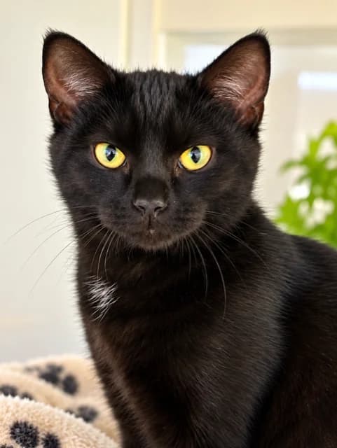 Sabrina - Domestic Short Hair cat available for adoption at SPCA New Zealand in Taupo