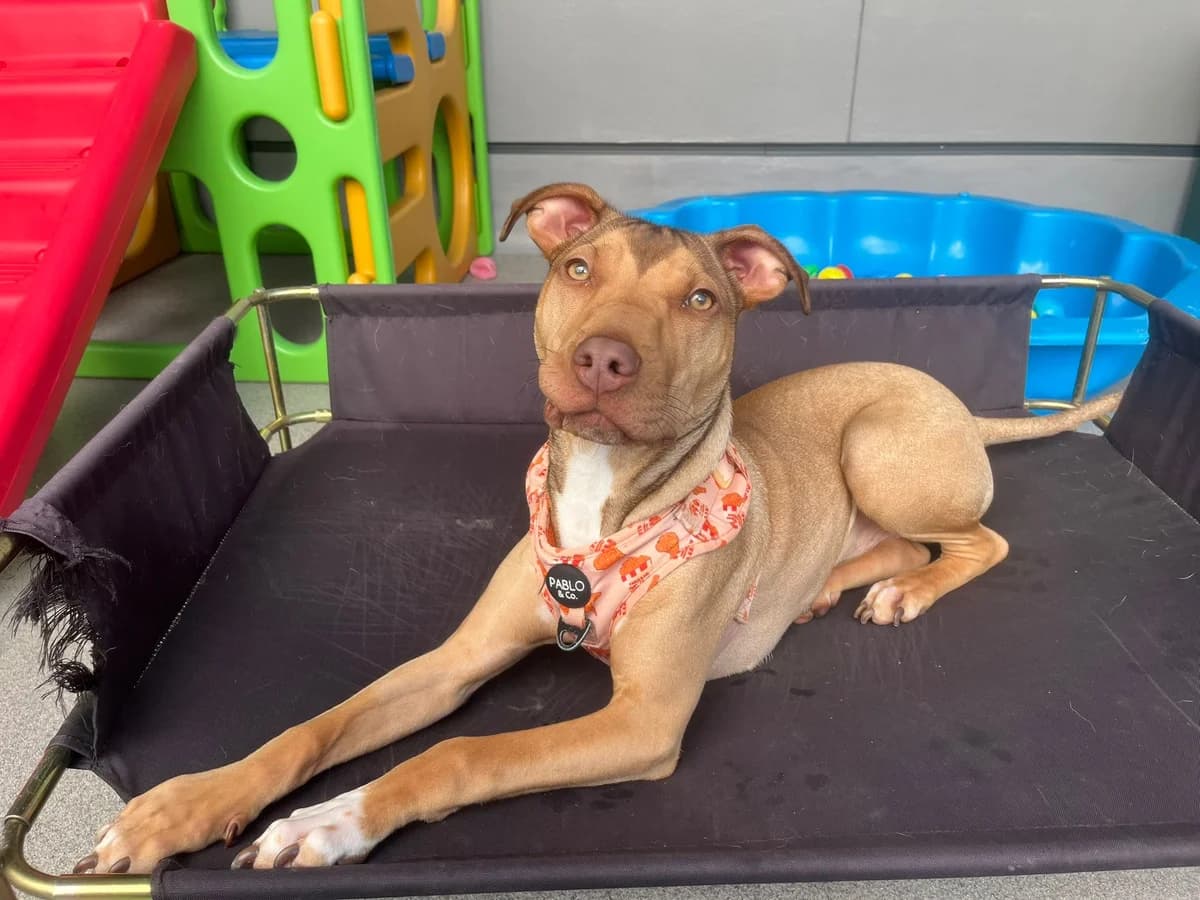 Bagel - Mixed Breed available for adoption in Auckland