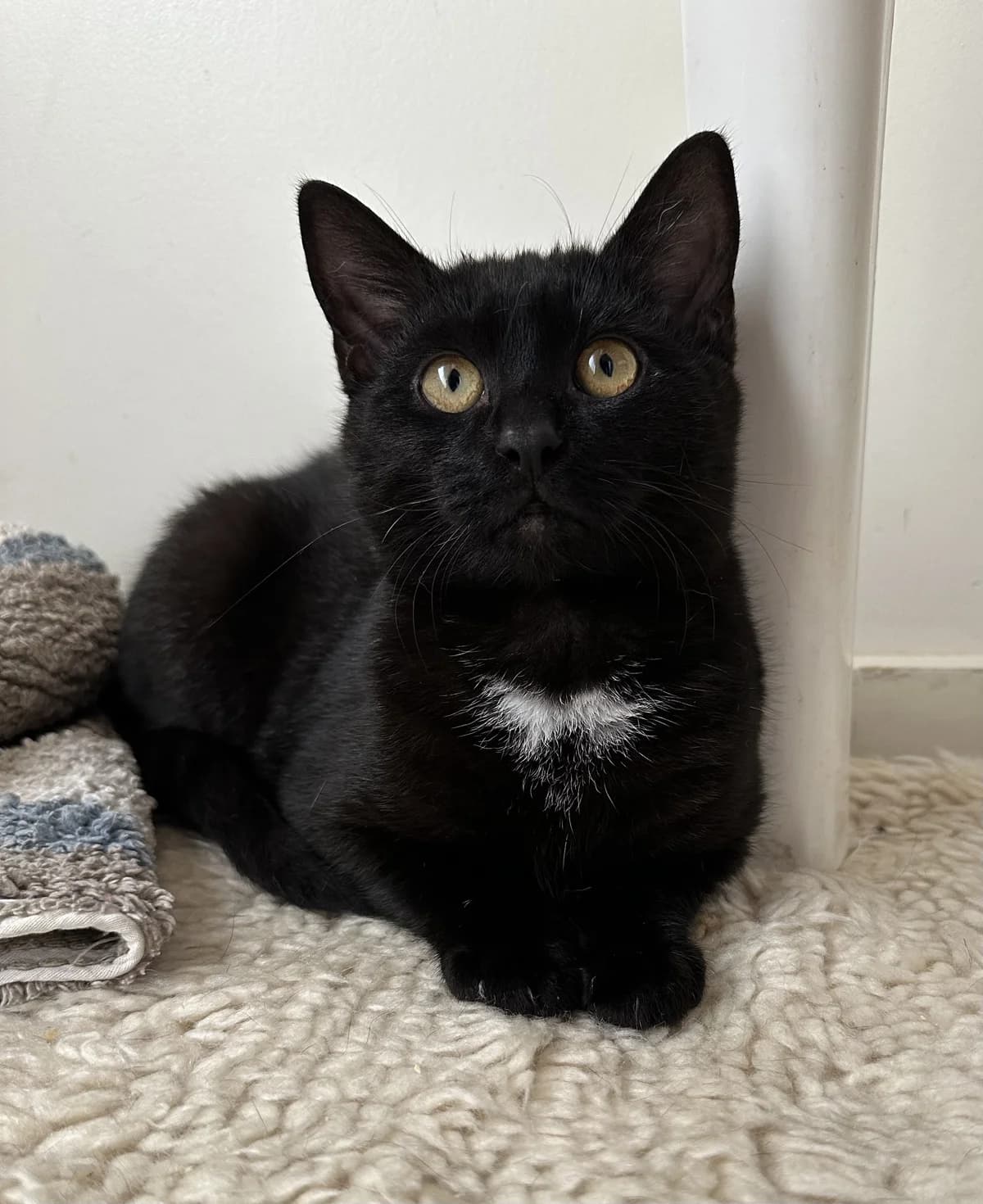 Midnight - Domestic Short Hair cat available for adoption at SPCA New Zealand in Kerikeri