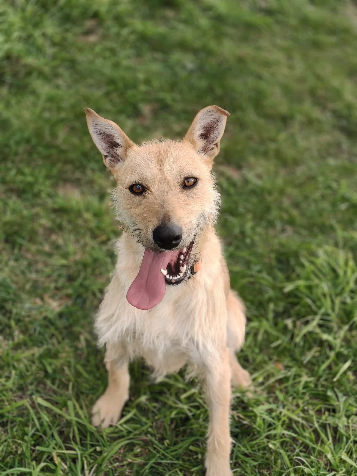 Pippa - Mixed Breed available for adoption in Christchurch
