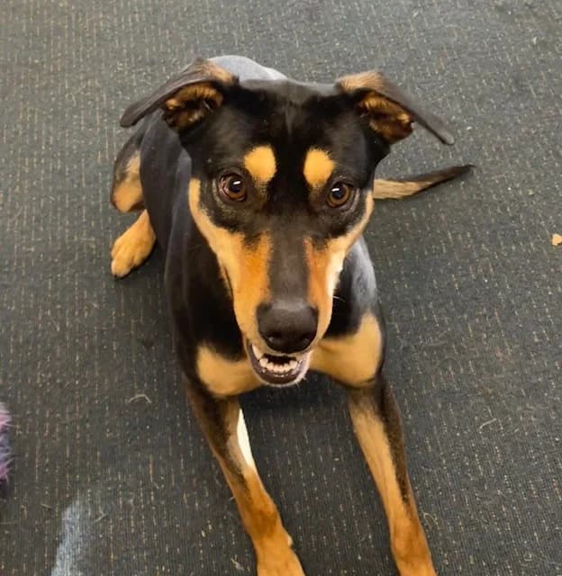 Bella - Mixed Breed available for adoption in Christchurch