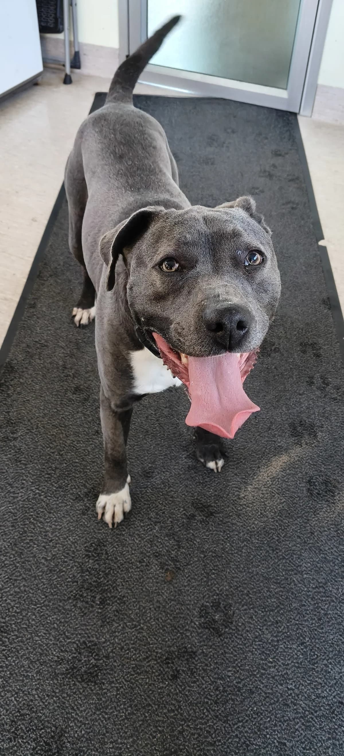 Blue - Mixed Breed available for adoption in Christchurch