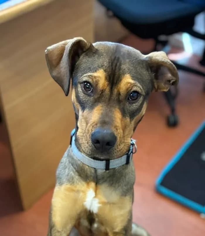 Cleo - Mixed Breed available for adoption in Whangarei