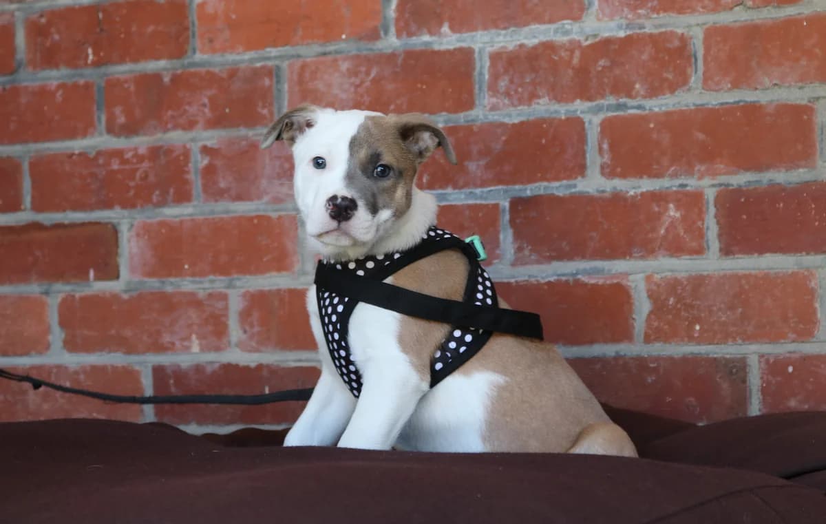 Pebbles - Mixed Breed available for adoption in Wellington