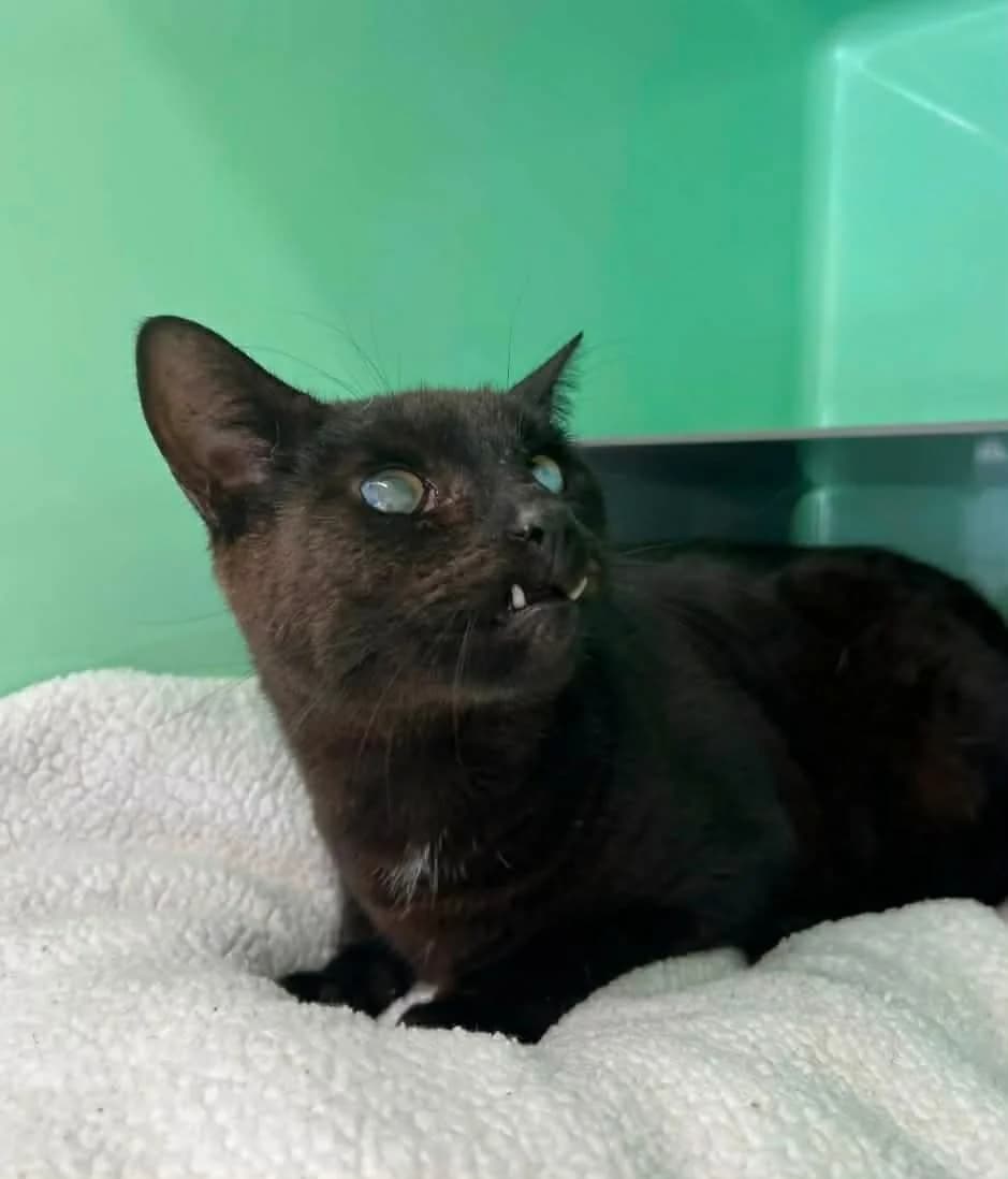Mortica - Domestic Short Hair cat available for adoption in Napier