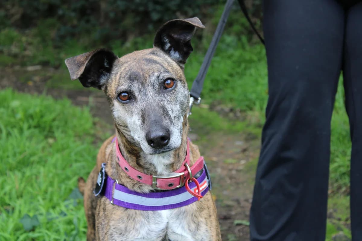 Rey - Mixed Breed available for adoption in Wellington