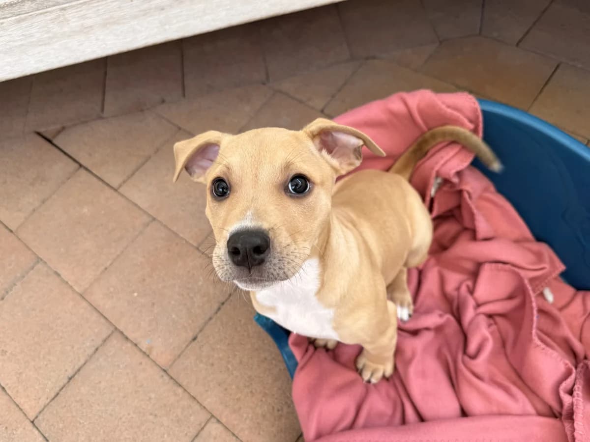 Vermithor - Mixed Breed available for adoption in Auckland