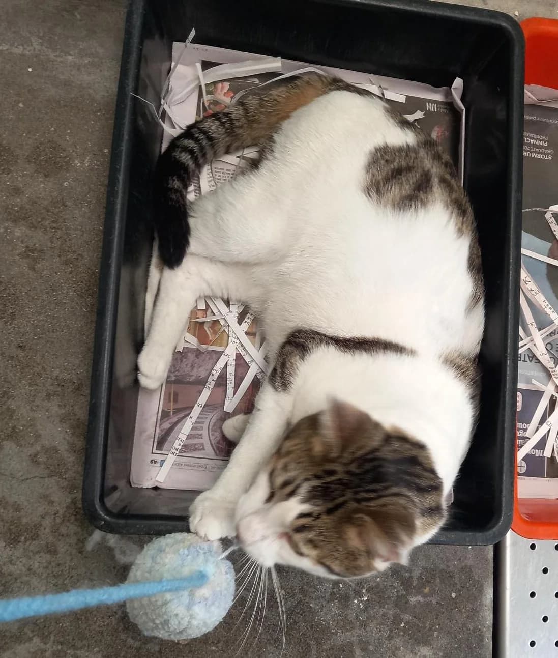 Wasabi - Domestic Short Hair cat available for adoption in Auckland