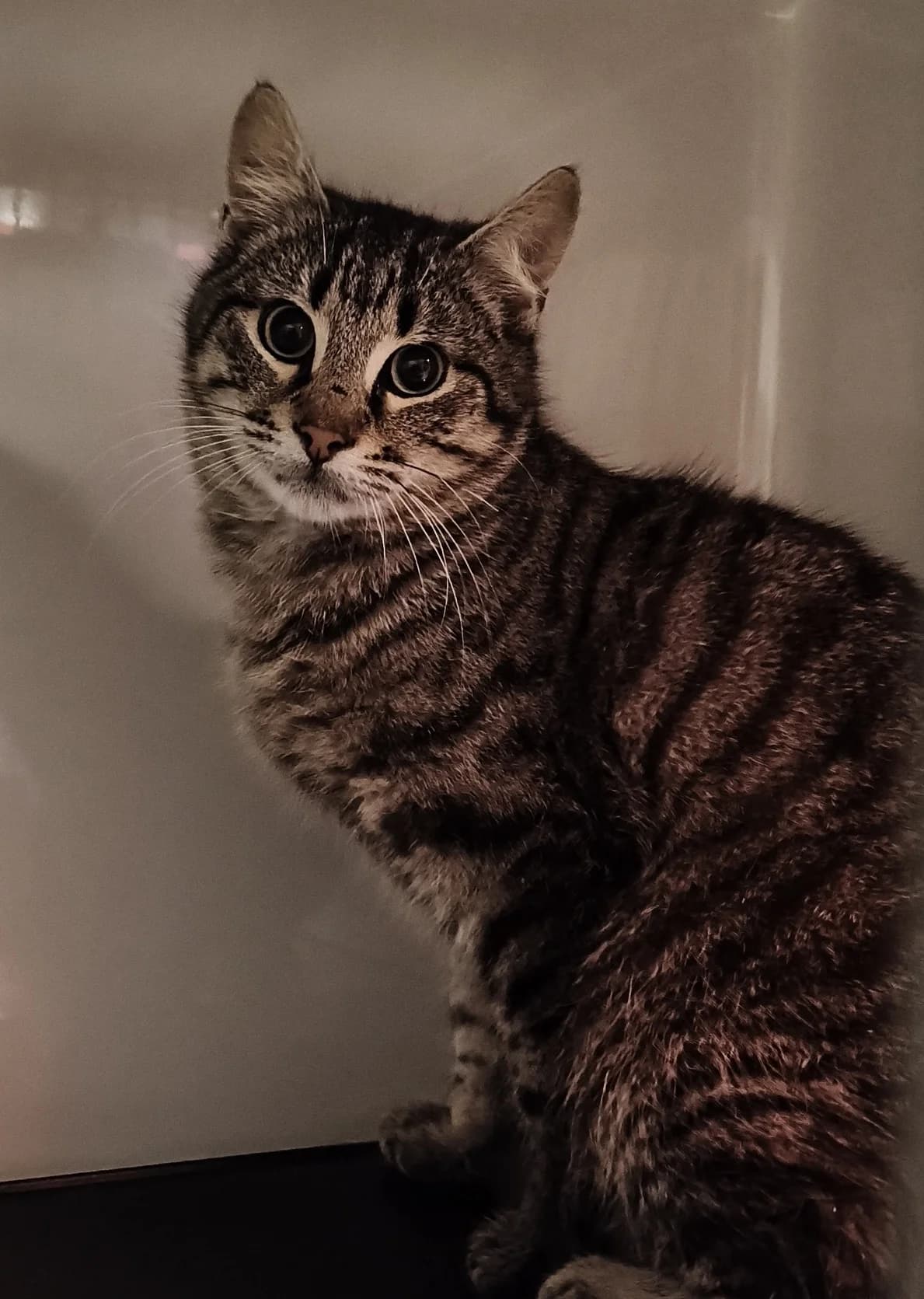 Venga - Domestic Short Hair cat available for adoption at SPCA New Zealand in New Plymouth