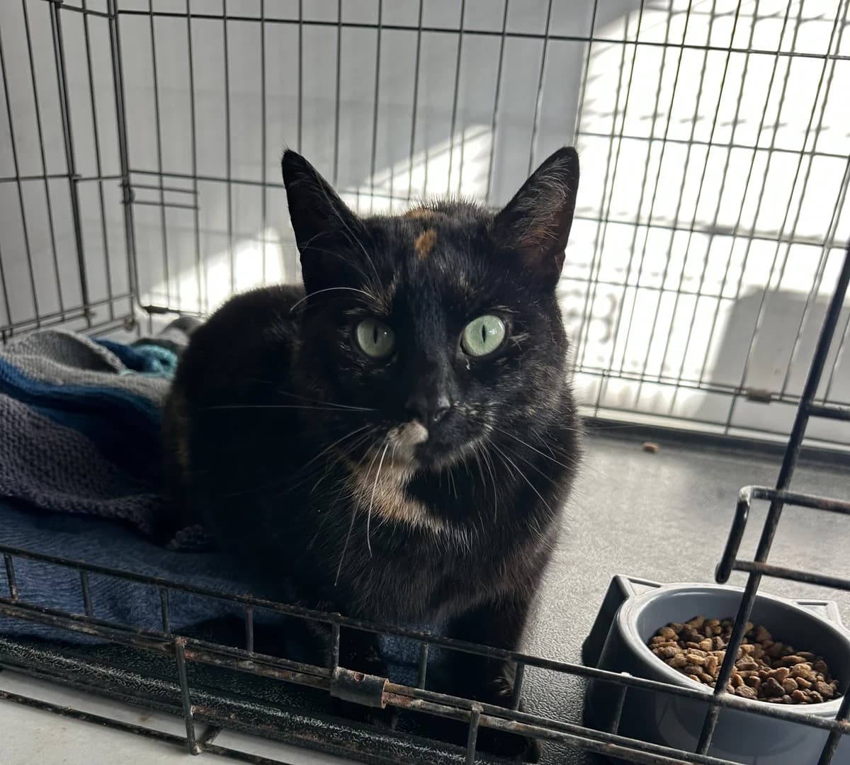 Miss Jaffa Cake - Domestic Short Hair cat available for adoption at SPCA New Zealand in Kerikeri