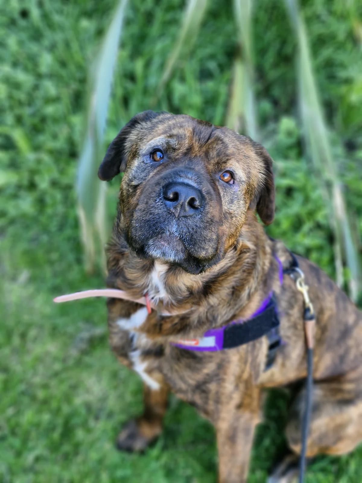 Georgia - Mixed Breed available for adoption in Wellington