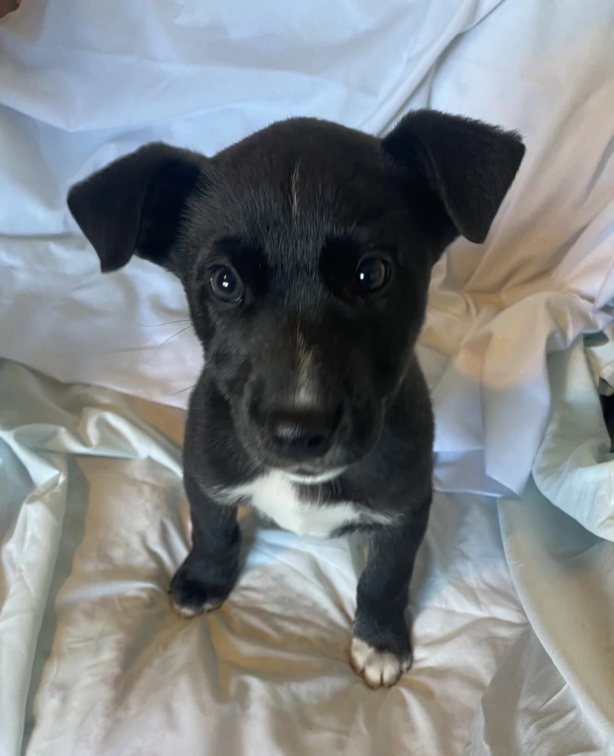 Charlie - Mixed Breed available for adoption in Whakatane