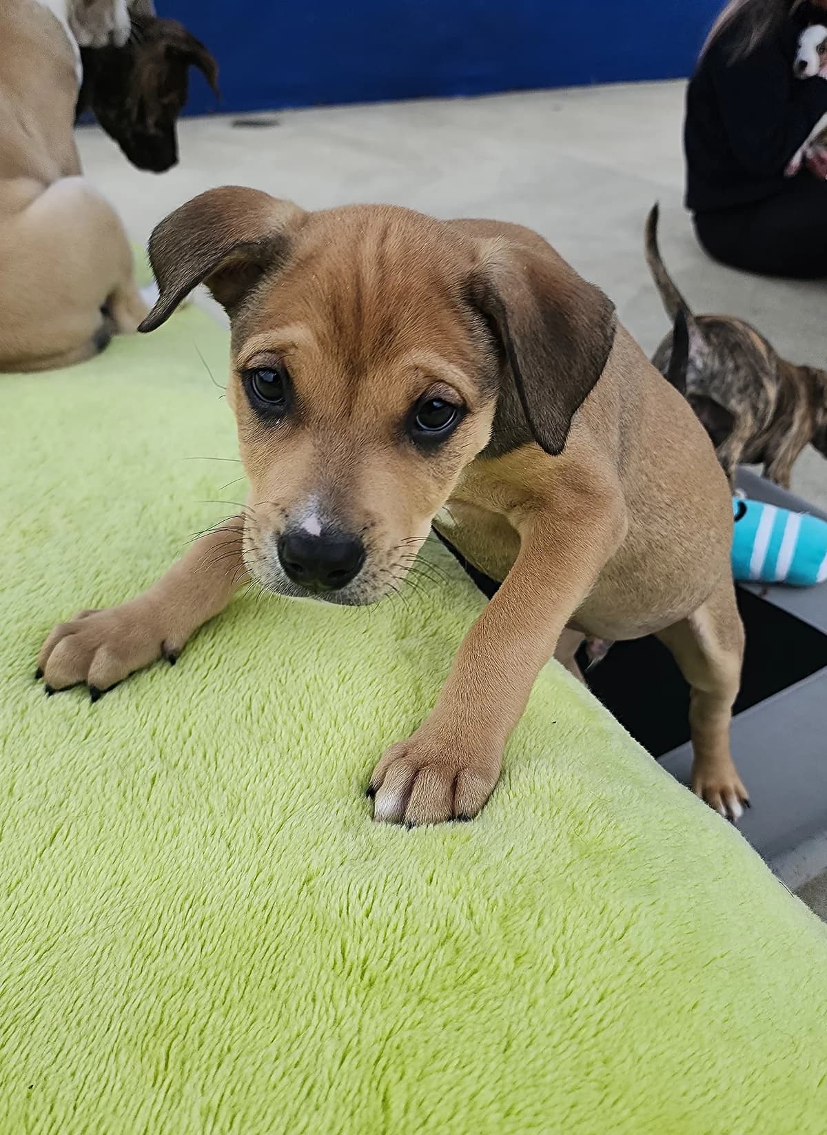 Alfie - Mixed Breed available for adoption in Hastings