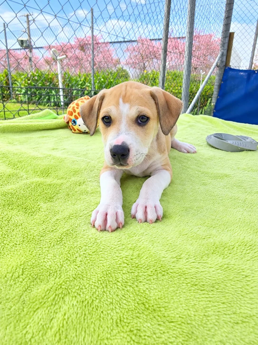 Ajax - Mixed Breed available for adoption in Hastings