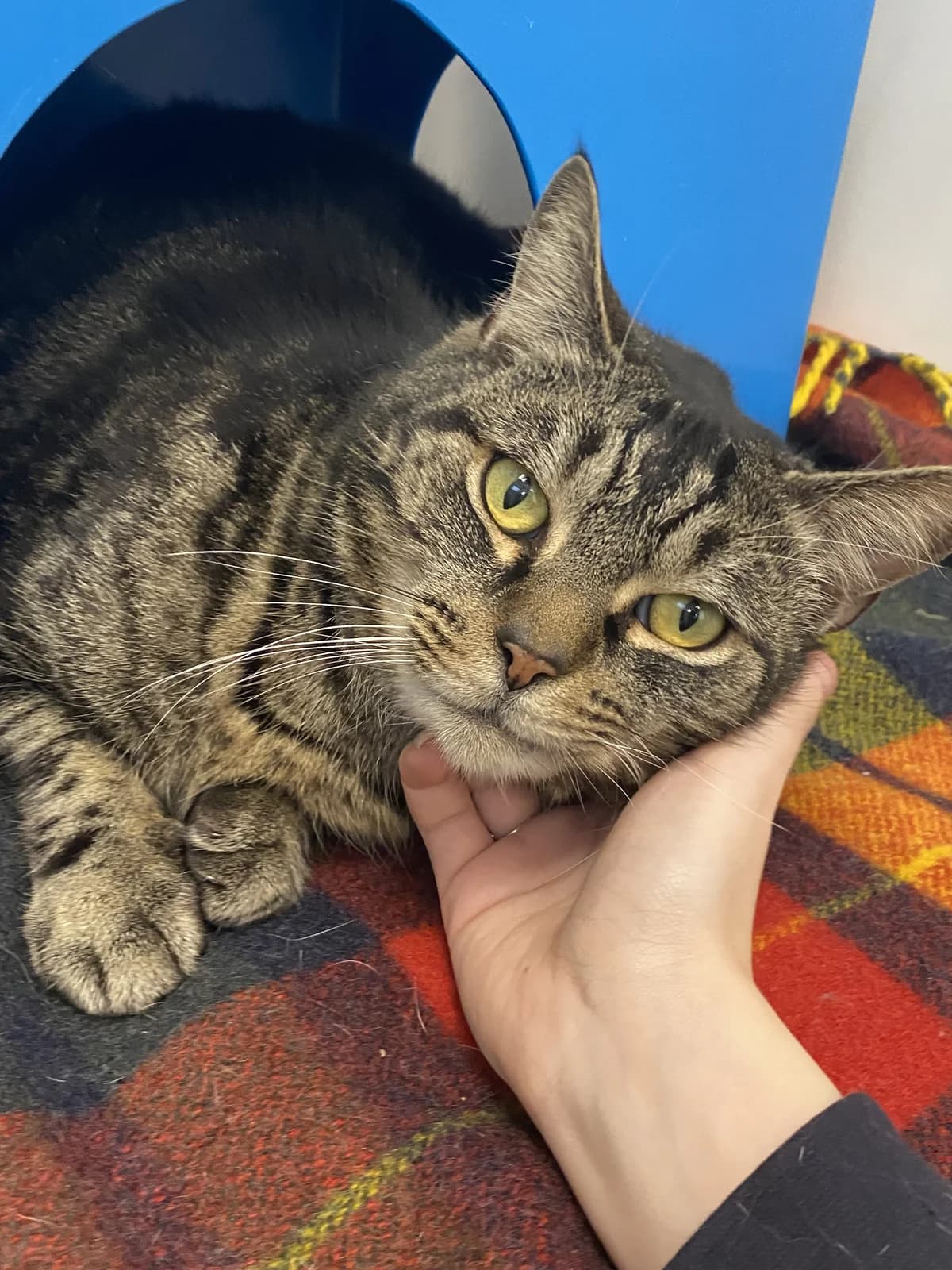 Moose - Domestic Short Hair cat available for adoption in Auckland
