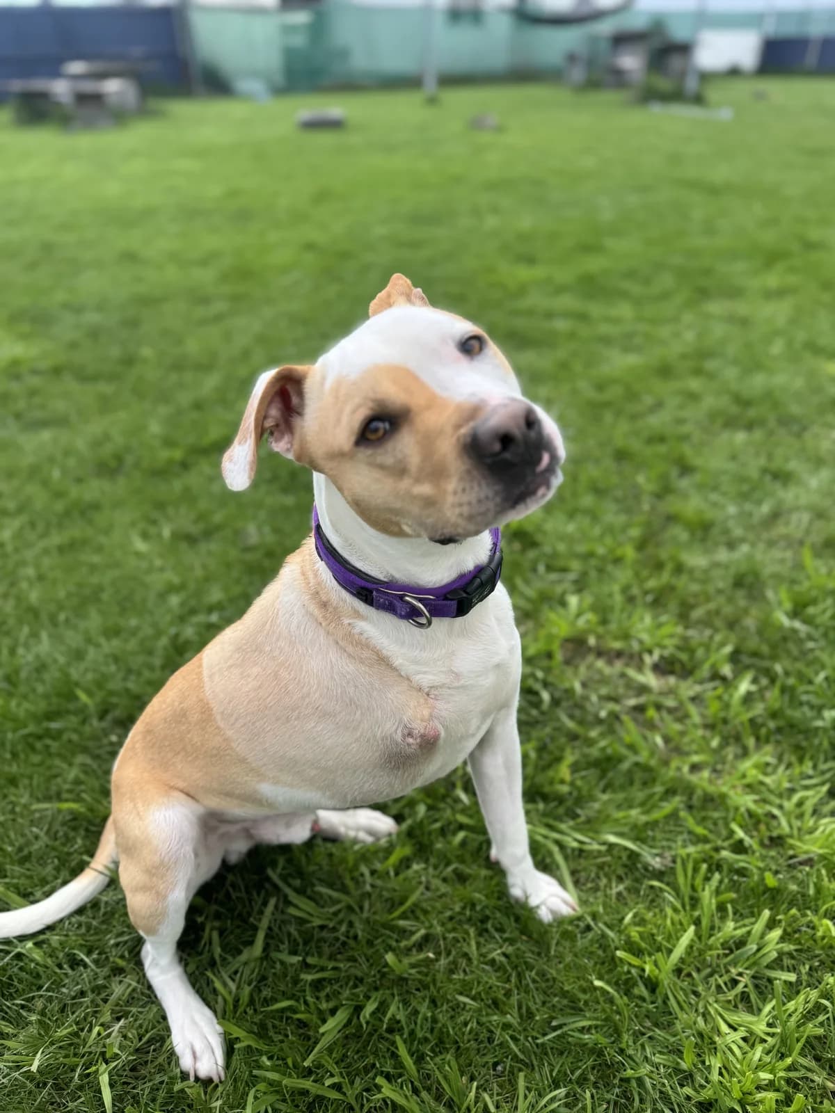 Hopper - Mixed Breed available for adoption in Christchurch