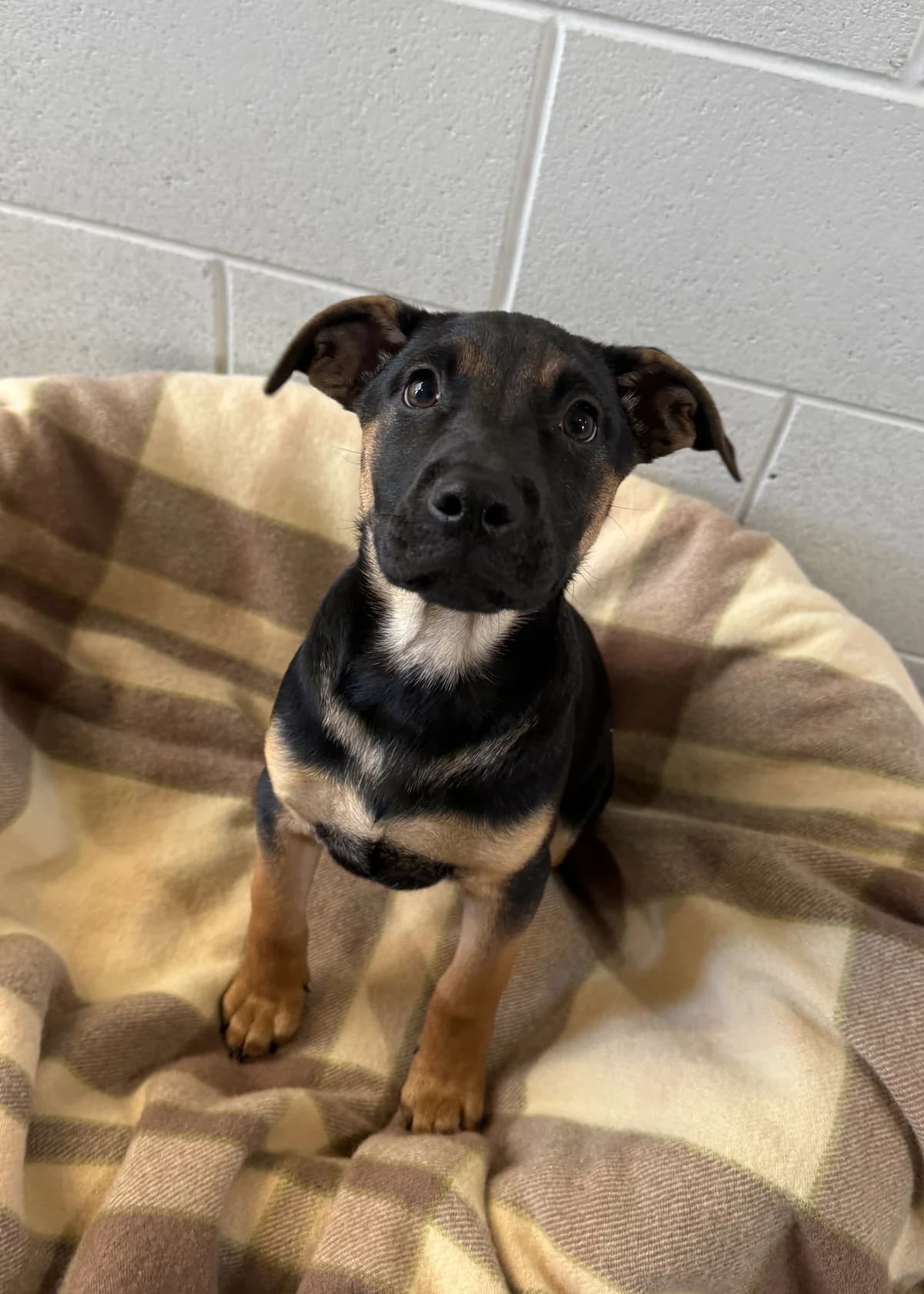 Michael Jackson - Mixed Breed available for adoption in Auckland
