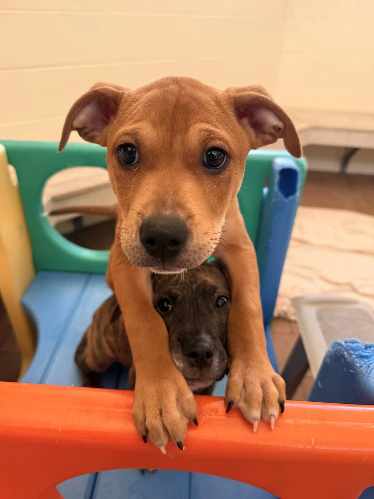 Caraxes - Mixed Breed available for adoption in Auckland