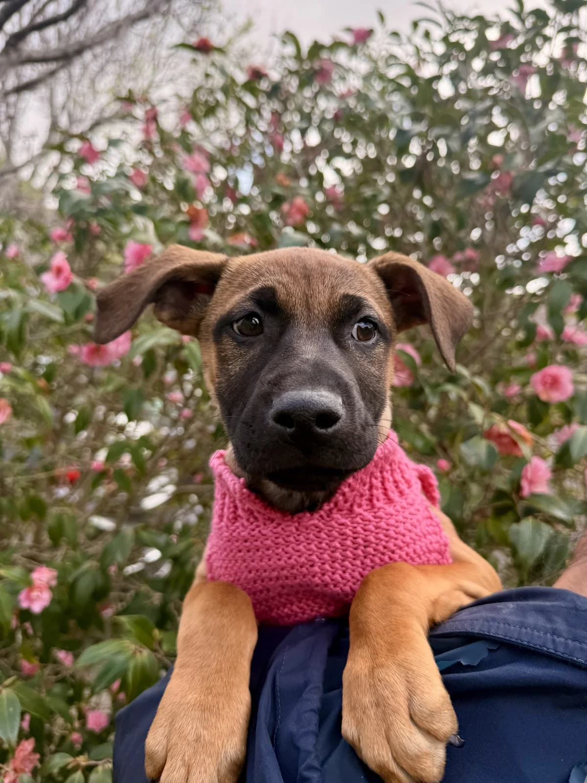 Latoya Jackson - Mixed Breed available for adoption in Auckland