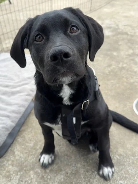 Bibi - Mixed Breed available for adoption in Levin