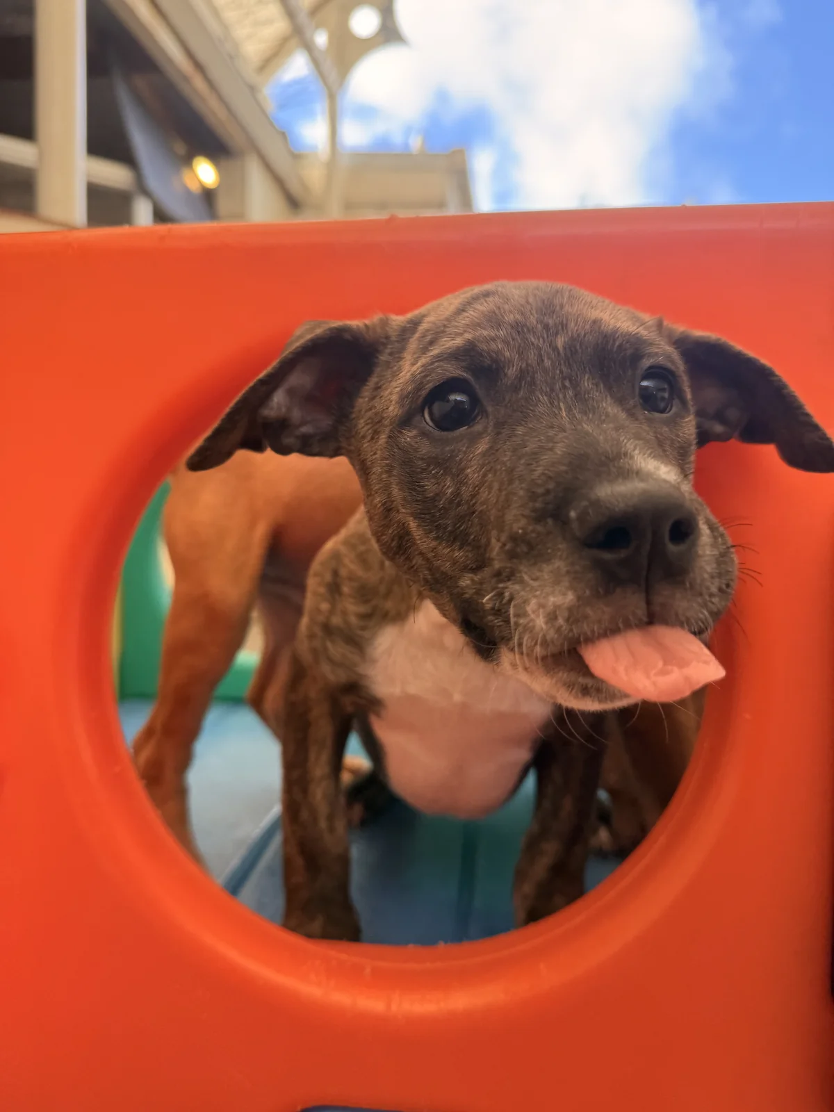 Balerion - Mixed Breed available for adoption in Auckland