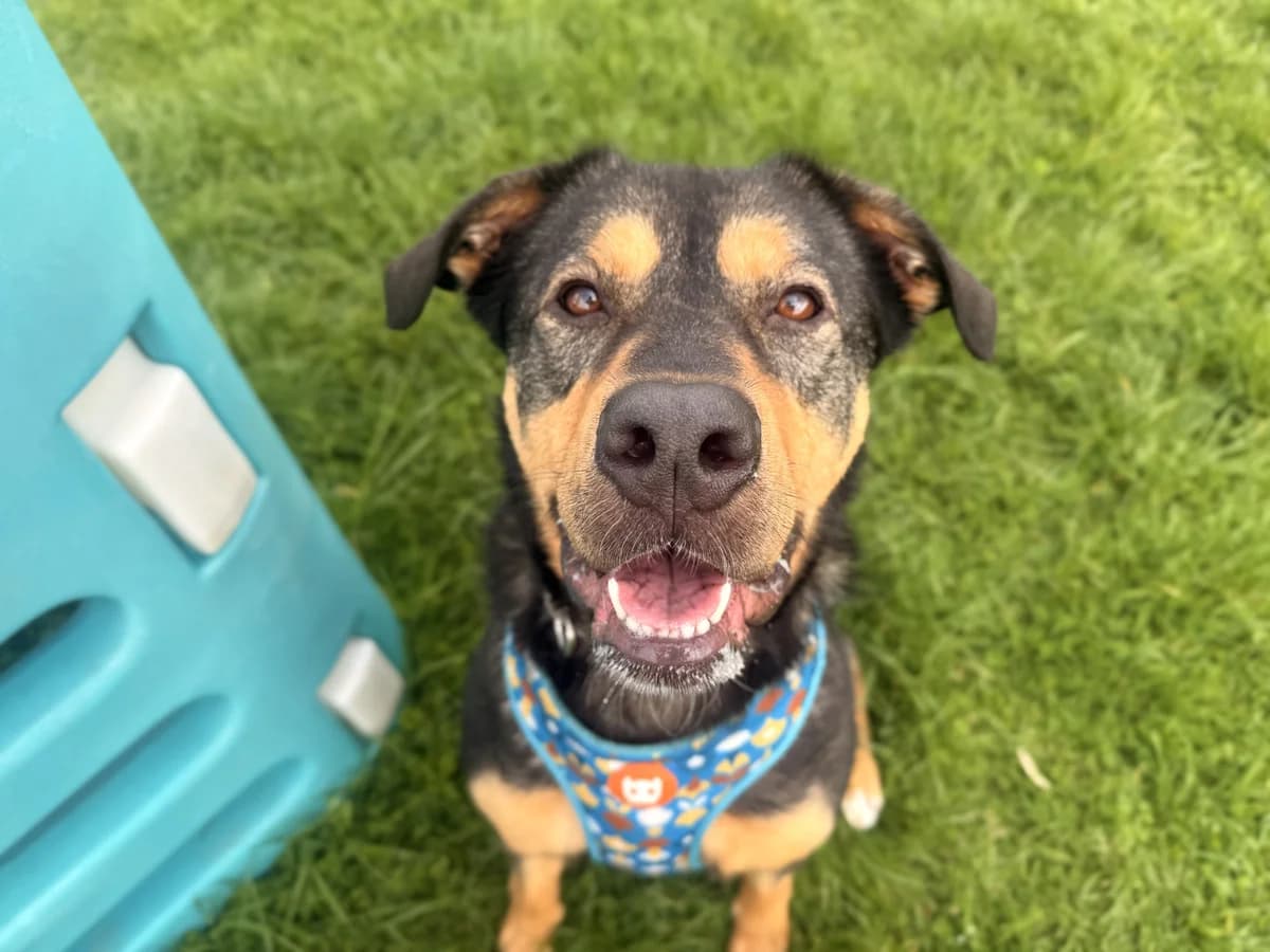 Franky - Mixed Breed available for adoption in Auckland