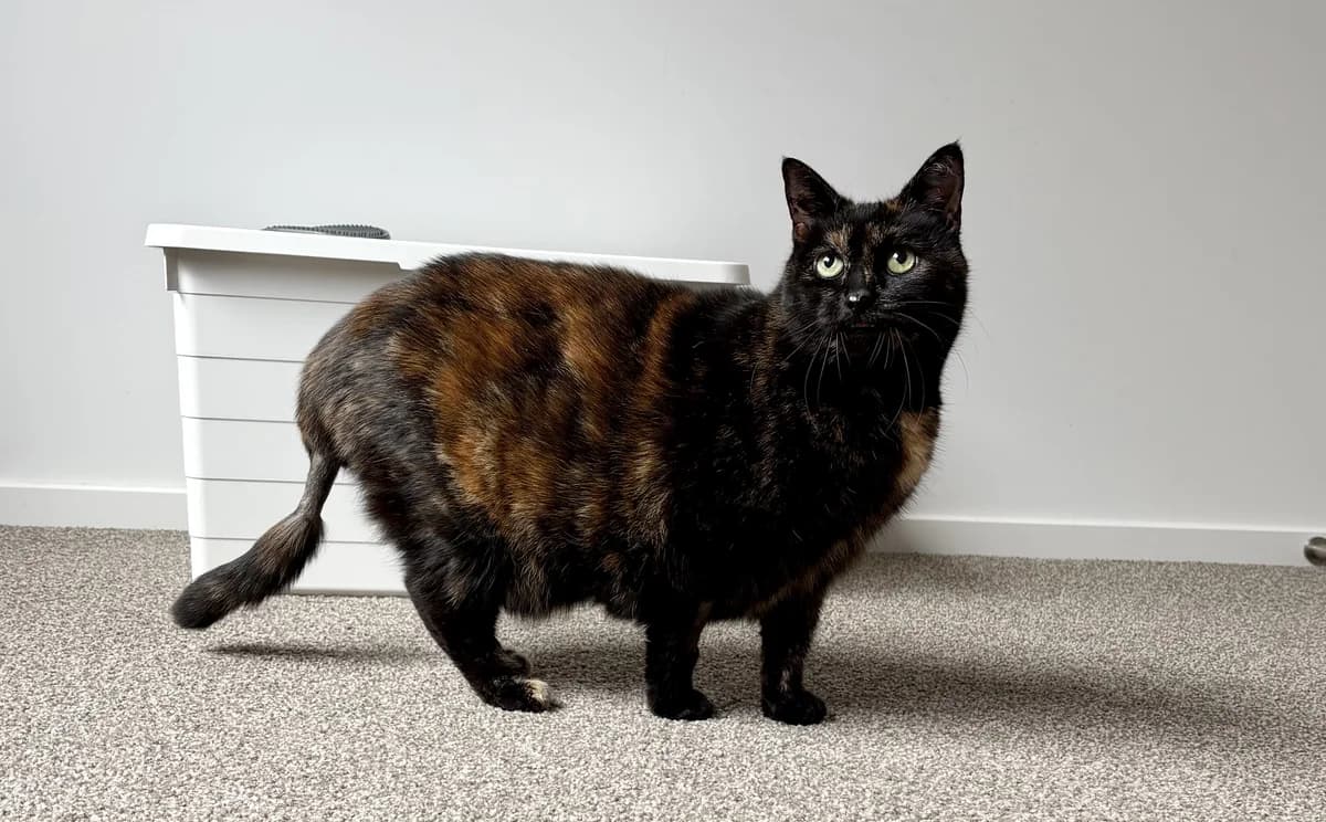 Pero - Domestic Short Hair cat available for adoption in Auckland