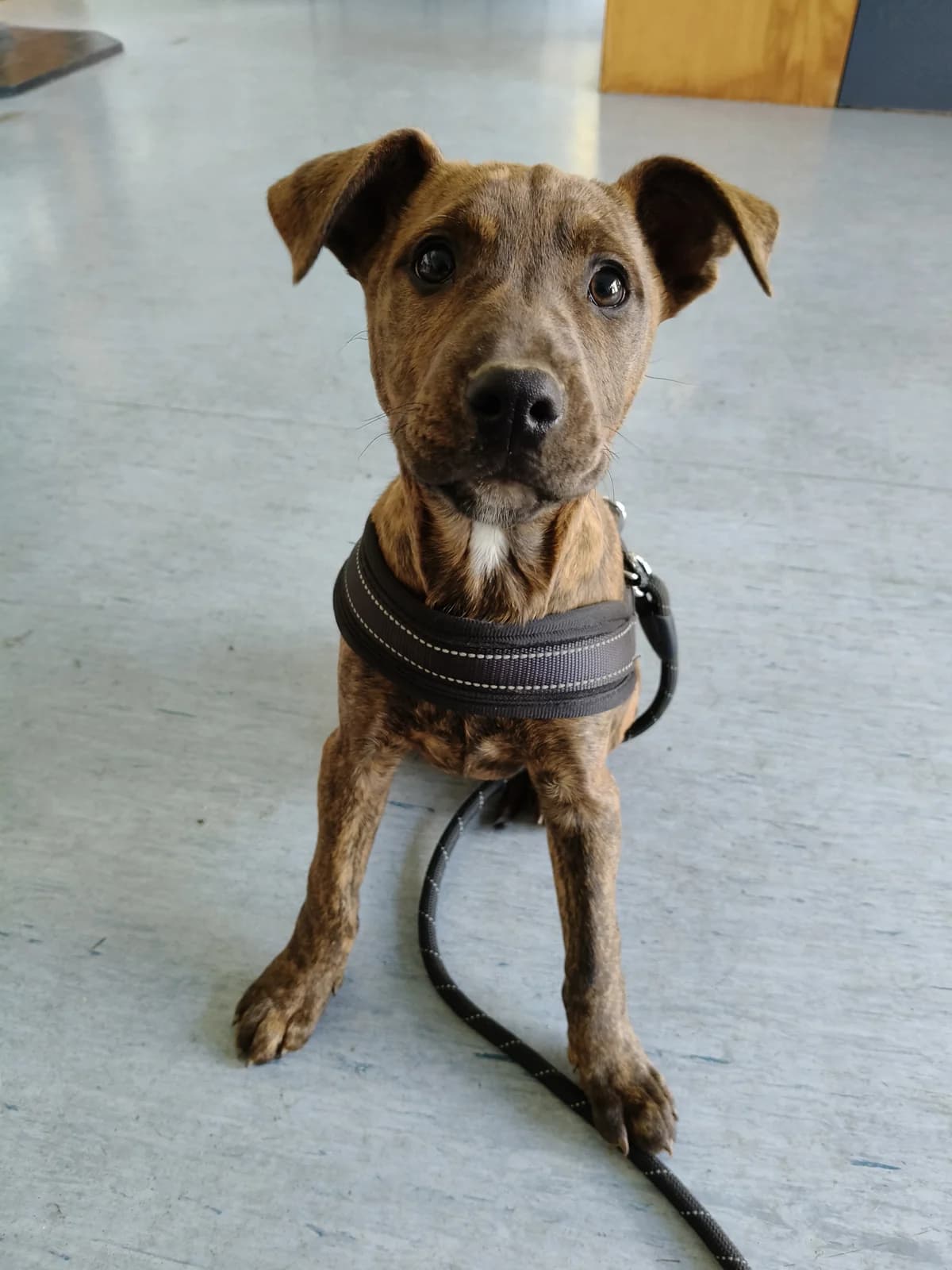 Bo Peep - Mixed Breed available for adoption in New Plymouth