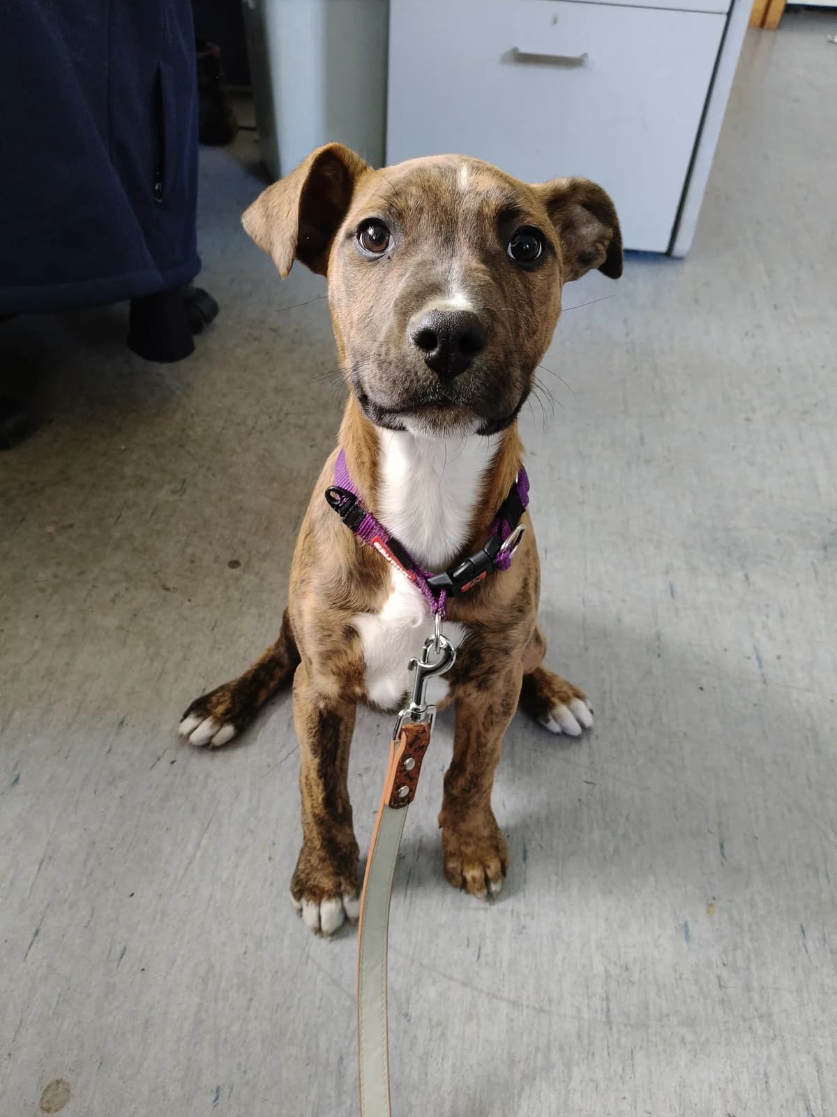 Dolly - Mixed Breed available for adoption in New Plymouth