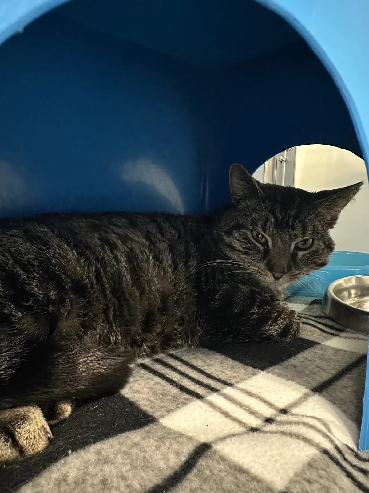 Gus - Domestic Short Hair cat available for adoption in Auckland