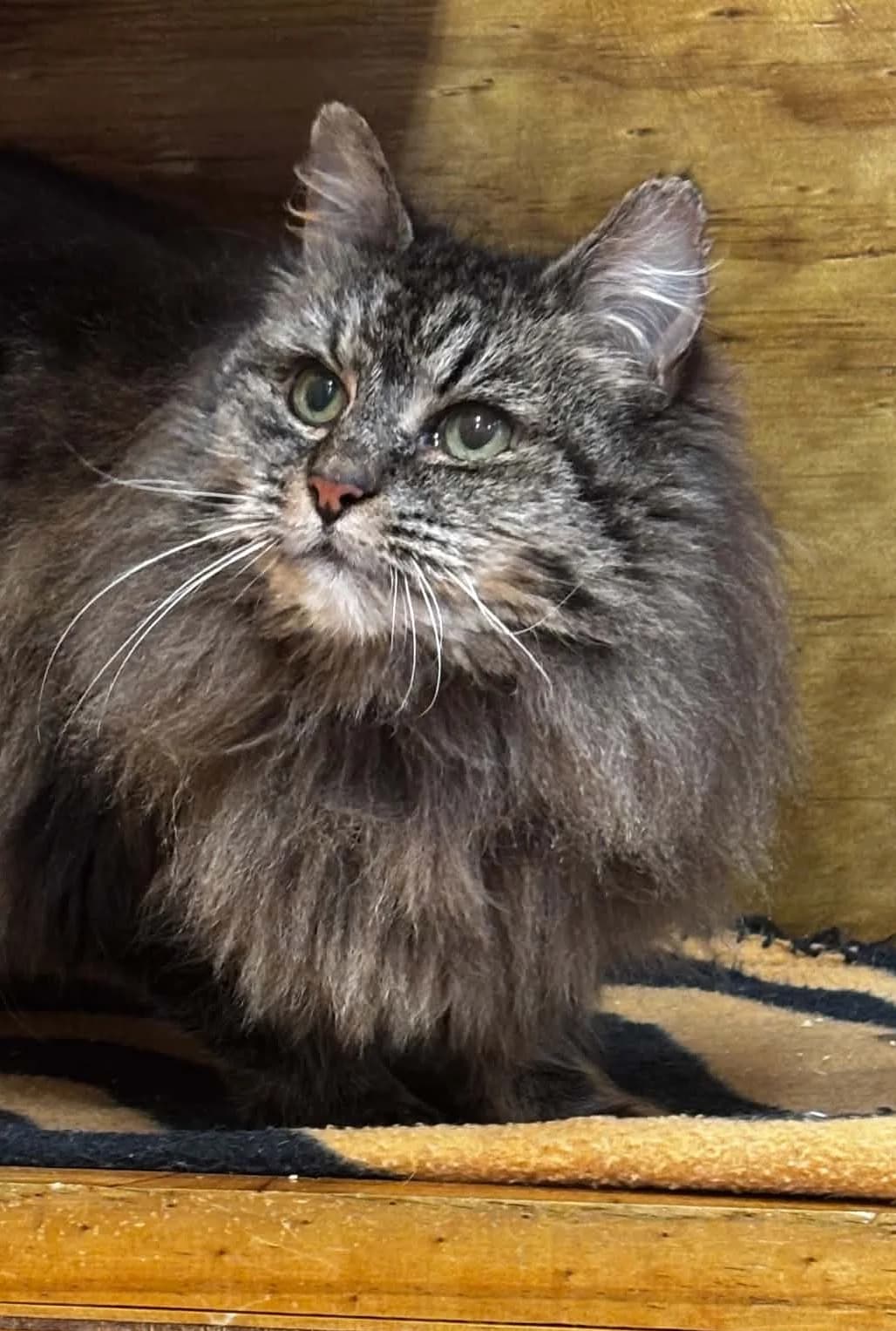 Phoebe - Domestic Longhair cat available for adoption in Greymouth