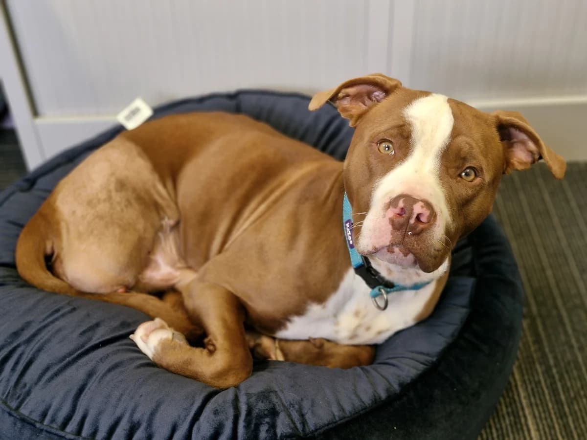 Rocco - Mixed Breed available for adoption in Wellington