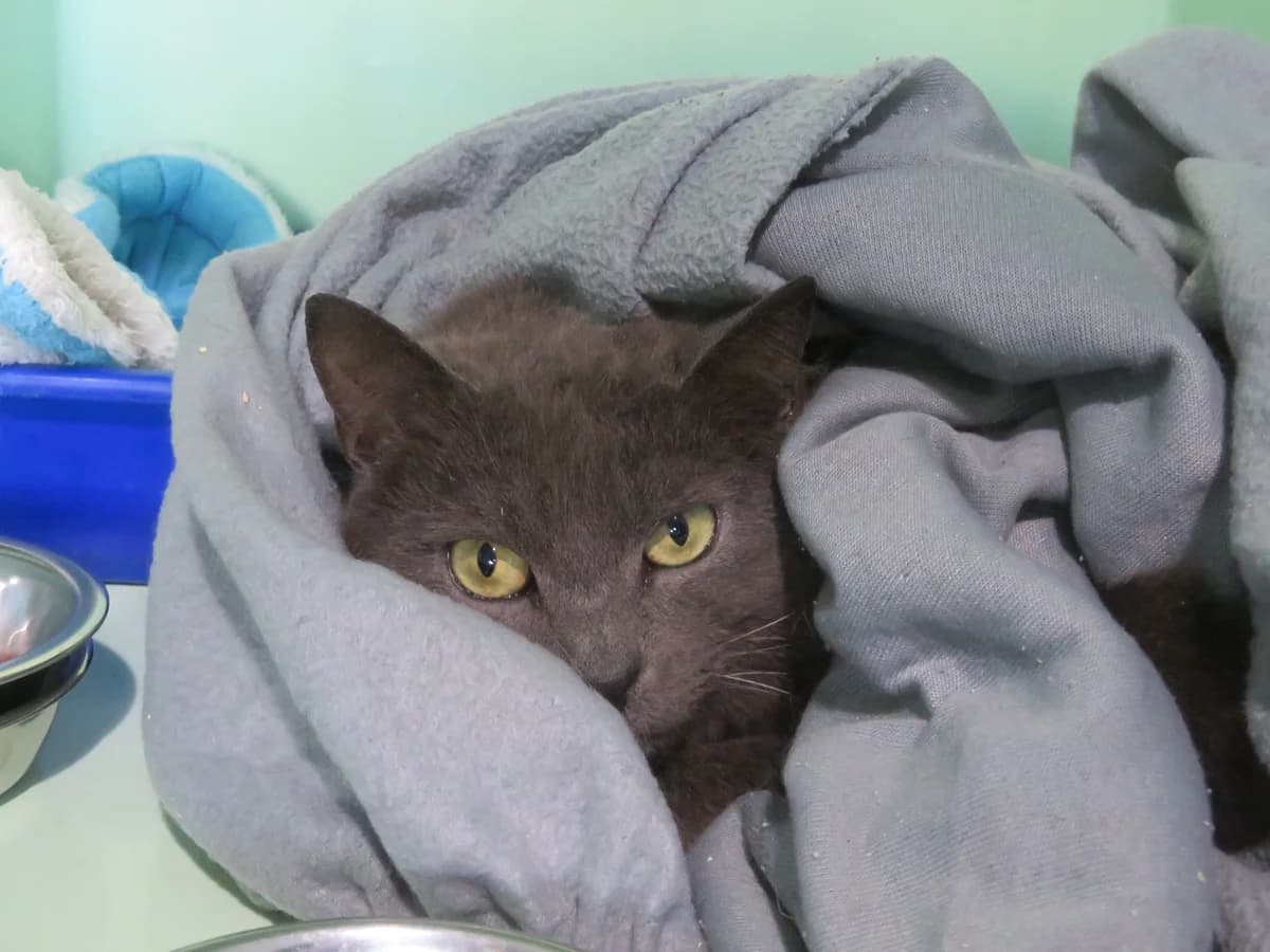 Squirrel - Domestic Short Hair cat available for adoption at SPCA New Zealand in Whakatane