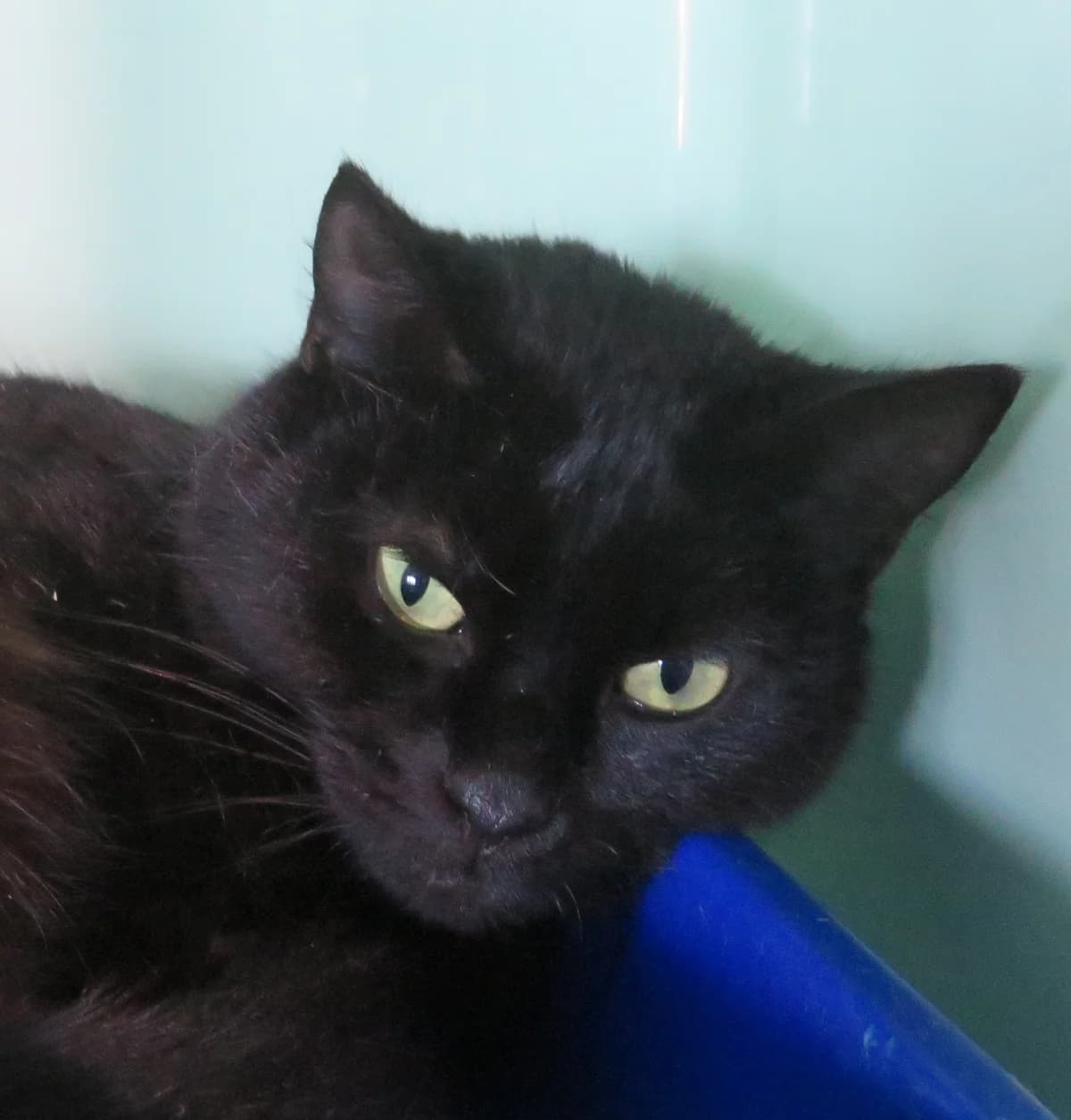 Pudding - Domestic Short Hair cat available for adoption at SPCA New Zealand in Whakatane