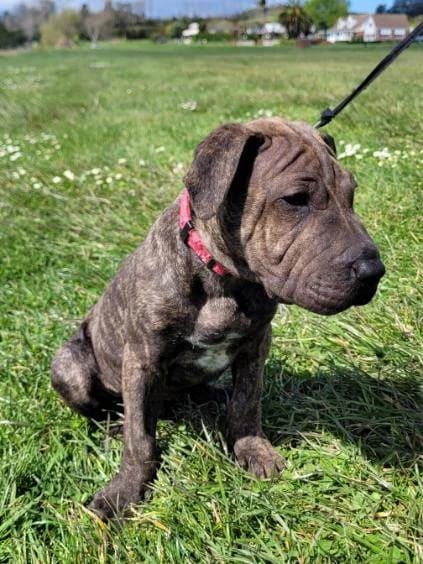 Johnny - Mixed Breed available for adoption in Tauranga