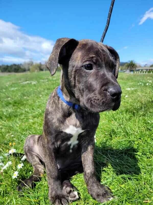 Blizz - Mixed Breed available for adoption in Tauranga