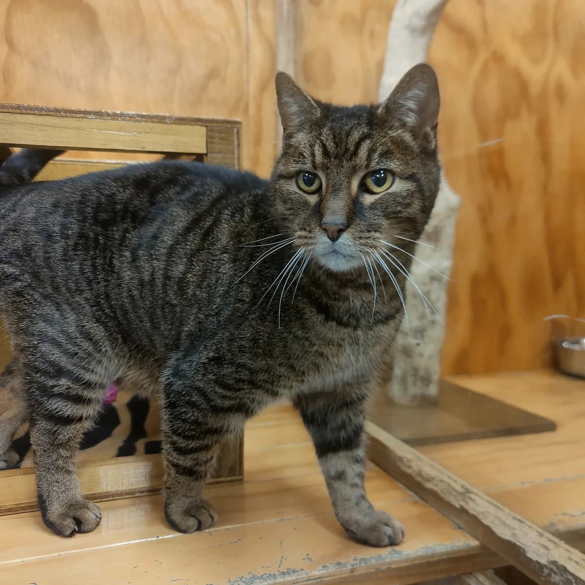 Ben - Domestic Short Hair cat available for adoption in Greymouth