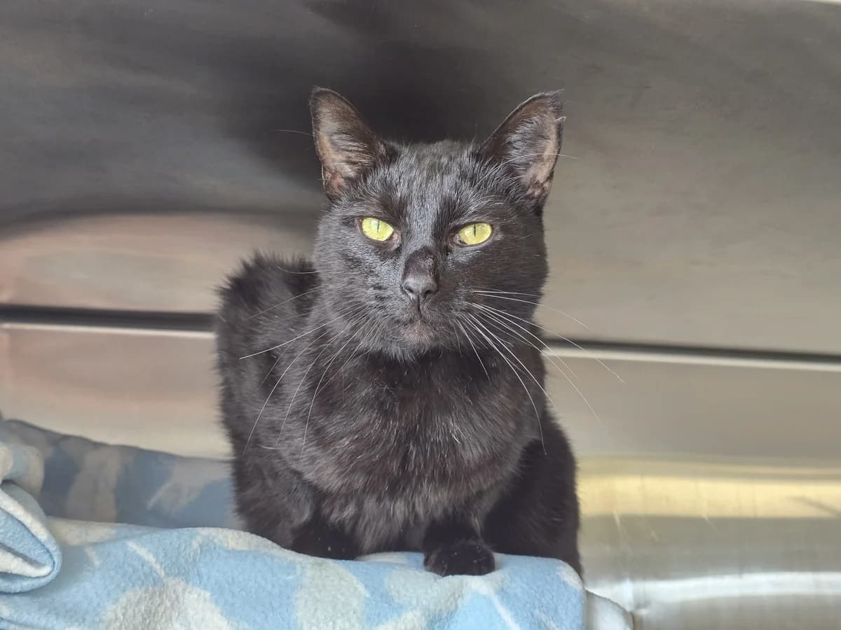 Spud - Domestic Short Hair cat available for adoption in Christchurch