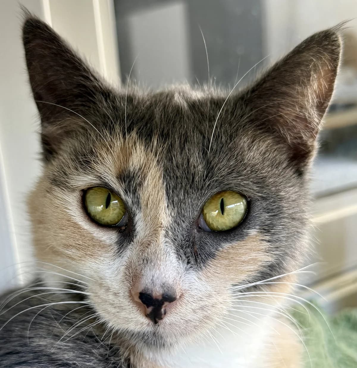 Lexi - Domestic Short Hair cat available for adoption at SPCA New Zealand in Nelson
