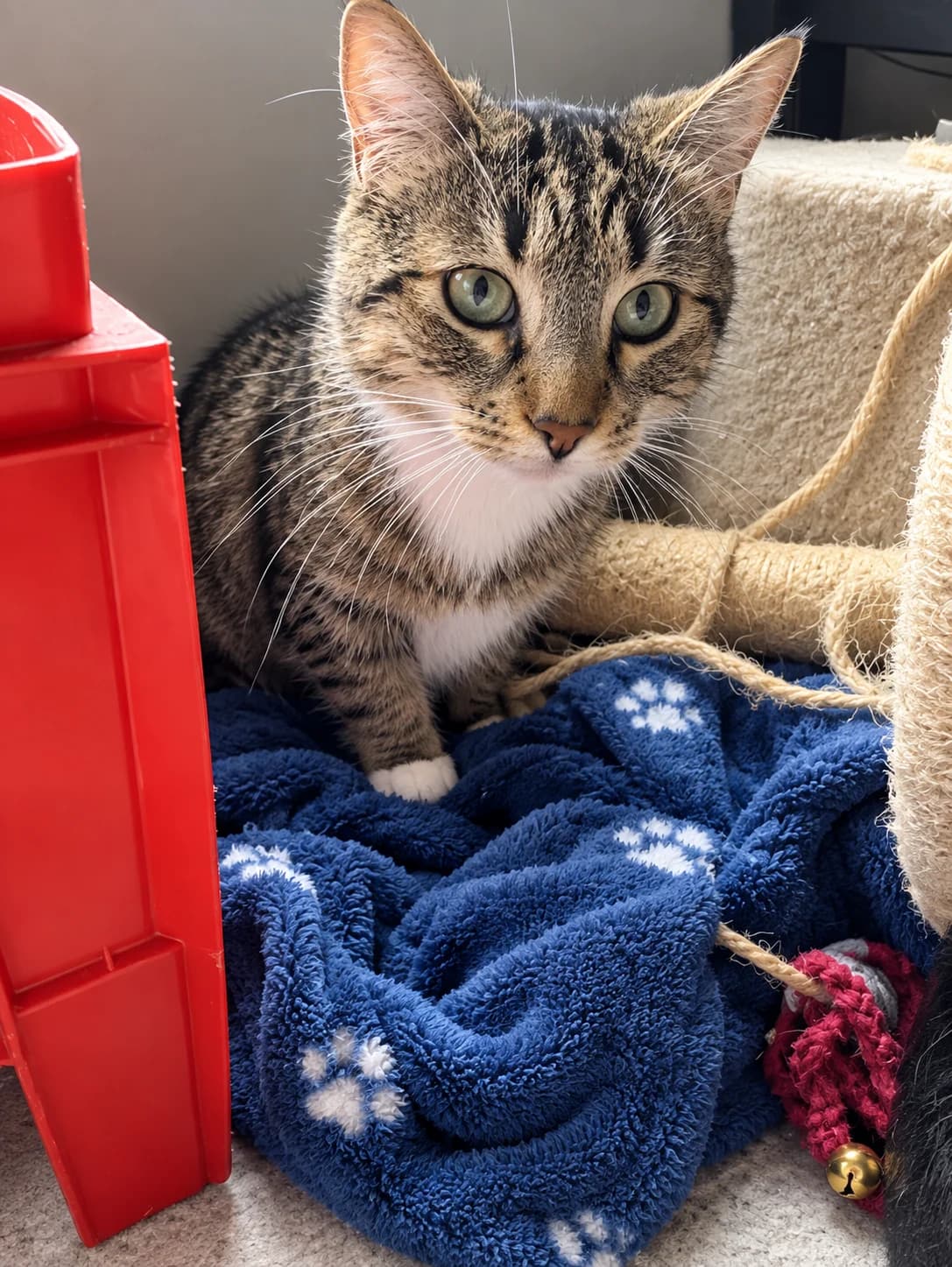 Bear - Domestic Short Hair cat available for adoption in Taupo