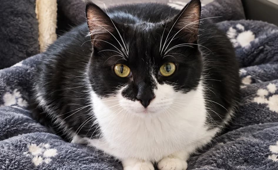 Cookie - Domestic Short Hair cat available for adoption in Taupo